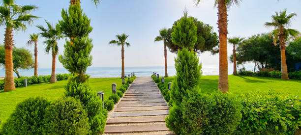 istock a path among palm trees leading to the mediterranean sea, 1439561763