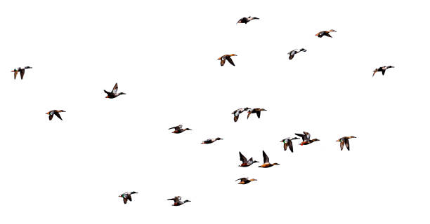 istock flock of birds isolated white background 1439562233