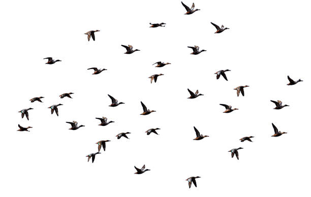 istock flock of birds isolated white background 1439562284