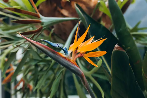 Photo of Bird of Paradise Plant in Full Seasonal Bloom. Beautiful Strelitzia reginae grows in rainforest or greenhouse