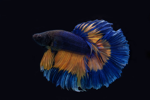 Close-up beautiful blue Siamese fighting fish, art of betta fish movement on black background.