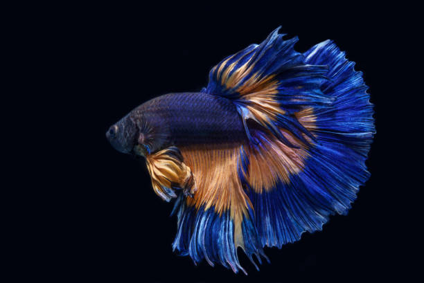 Blue betta fish splendors isolated on black background Close-up beautiful blue Siamese fighting fish, art of betta fish movement on black background. tropical fish closeup stock pictures, royalty-free photos & images