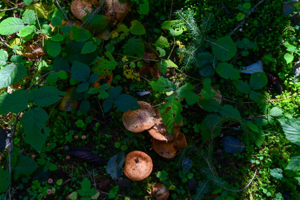 istock Mushrooms in the forest 1439564070