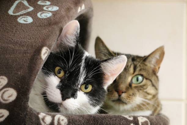a head portraits of two beautiful cats lying together in the bed stock photo