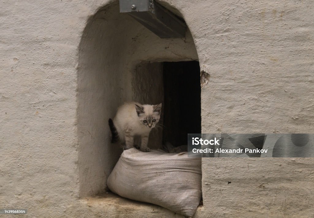 A cute little kitten is sitting in a window in the old wall of the Trinity-Sergius Monastery (Lavra) Ancient Stock Photo