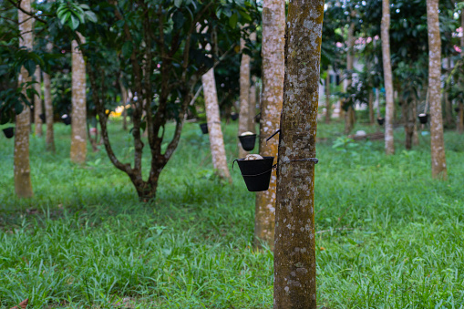 Rubber tree on a rubber plantation in Malaysia.