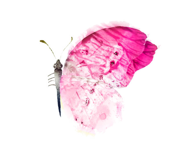 istock Color watercolor butterfly , isolated on the white background 1439571350