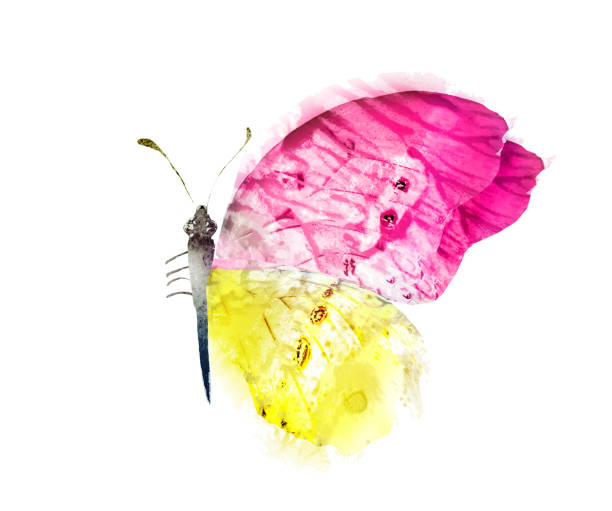 istock Color watercolor butterfly , isolated on the white background 1439571369