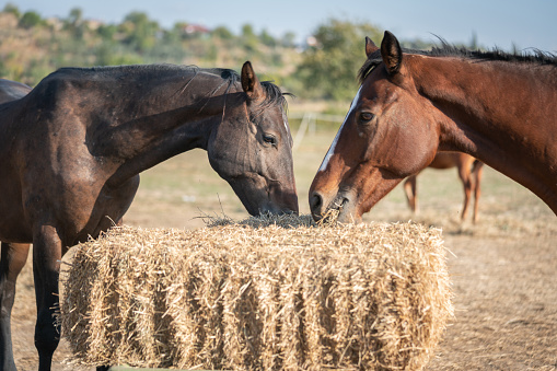 Black foal and chestnut horses eating hay