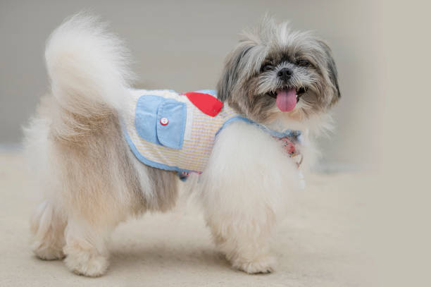 Shih Tzu resting on the sidewalk with a sweet smile stock photo