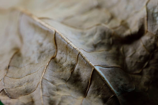 istock A fragment of a drying maple leaf 1439572207