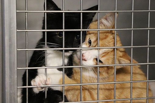two small kitten behind the fence in the cage are waiting for new humans