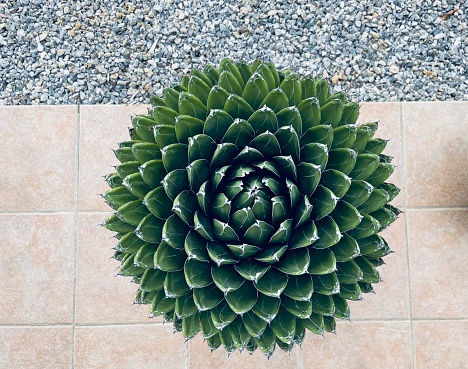 Top view of agave plant
