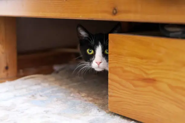 Shy black-white cat hiding under a bed