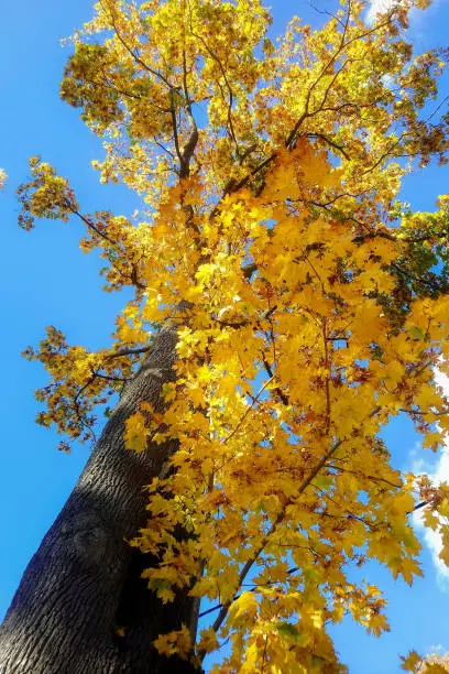 Golden maple tree in autumn on blue sky background - low angle view