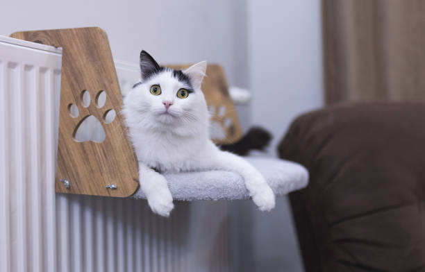 istock Domestic cat at home 1439573982
