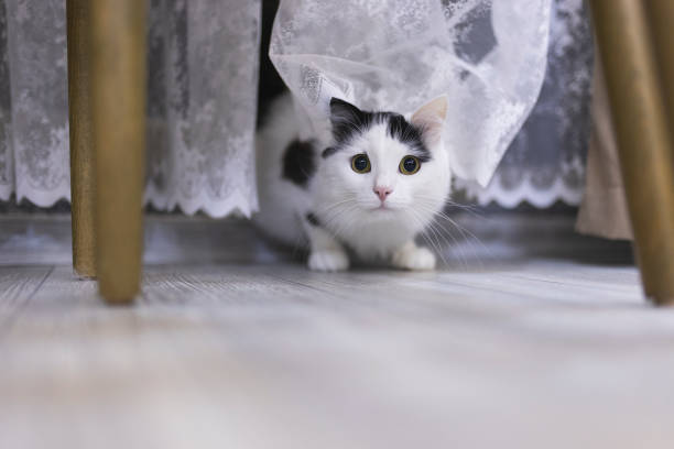 Playful domesitc white cat at home. Shot with high megapixel dslr camera, Canon R5