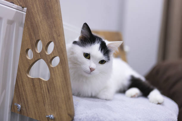 istock Domestic cat at home 1439574027