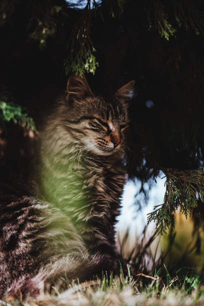 istock Cute cat under sunshine at park 1439574052