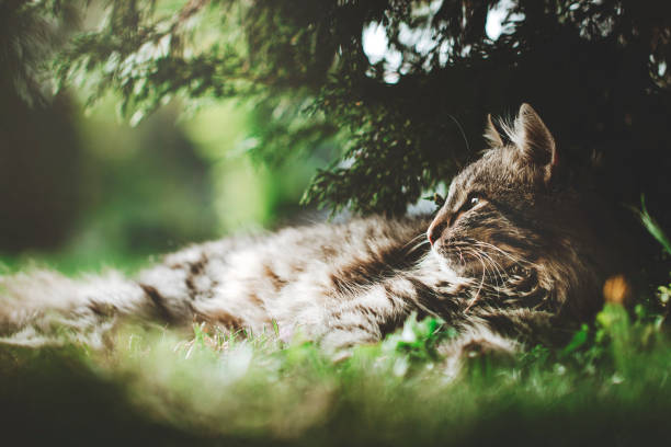 Cute domestic cat under sunshine at park. lying on the grass