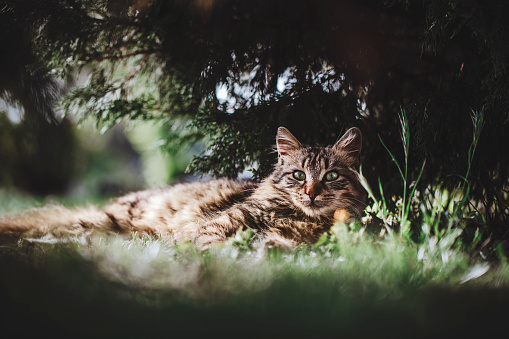 Cute domestic cat under sunshine at park. lying on the grass