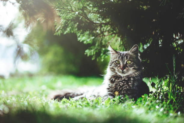 istock Cute cat under sunshine at park 1439574074