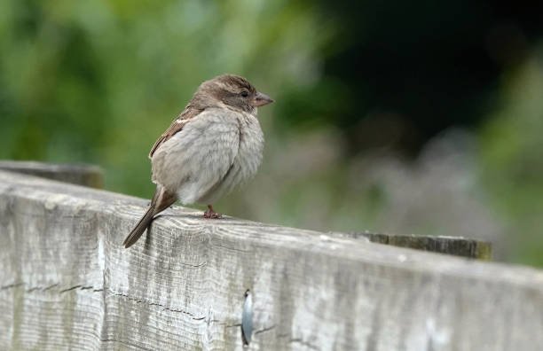 istock A small house sparrow perching on a wooden fence in a rural setting. 1439574306