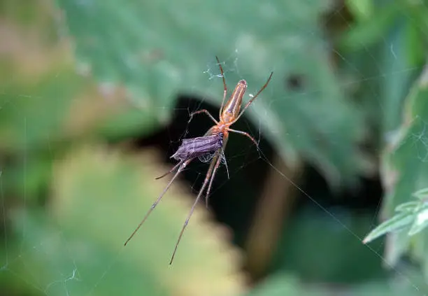 Photo of A long jawed orb weaver spider suspended in its web holding prey.