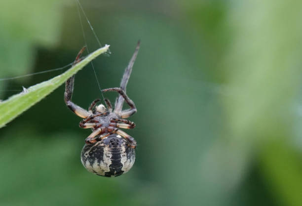 istock A furrow spider suspended upside down in a silk web against a defocused green background. 1439574885