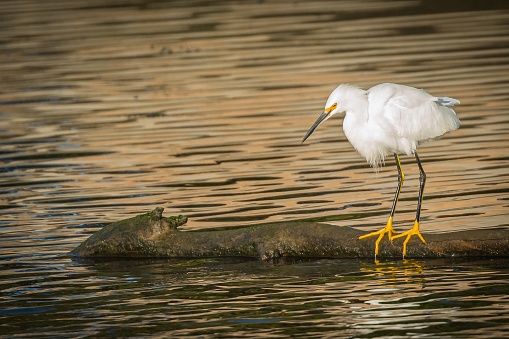 Snowy Egret perched on a log floating in river. Side view of Snowy Egret.