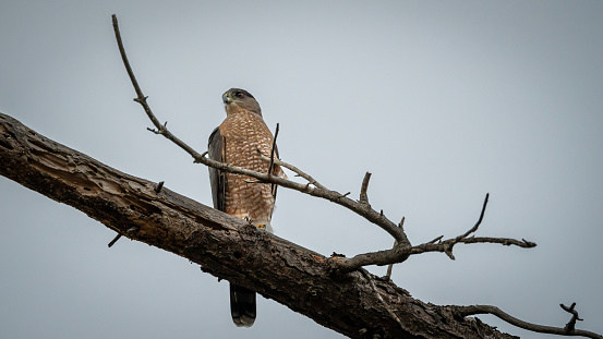 A sharp-shinned hawk with a side-view stare. Sitting on branch with cloudy negative space background.