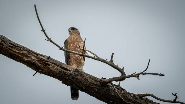 Sharp-Shinned Hawk on Branch Side View Stare A sharp-shinned hawk with a side-view stare. Sitting on branch with cloudy negative space background. accipiter striatus stock pictures, royalty-free photos & images