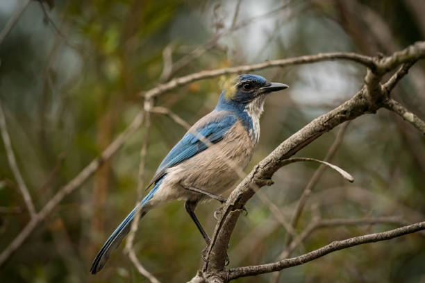istock Blue Jay in Forest on Branch Close-Up 1439577451
