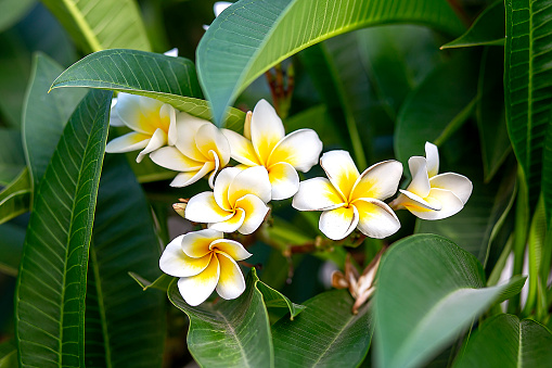 The white a frangipani with leaves. White plumeria.Plumeria flowers