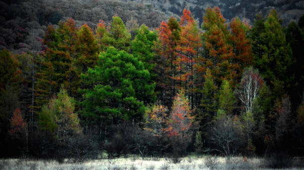 le paysage de belles feuilles d’automne au japon le paysage de l’aube de nikko odashirogahara comme une peinture - nikko asia japan natural landmark photos et images de collection