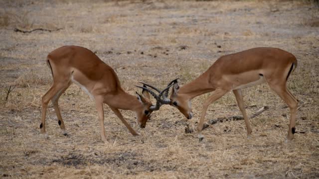 Fighting Antelope