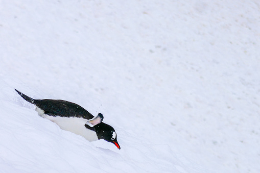 Funny penguin biting camera, cute animal angry bird