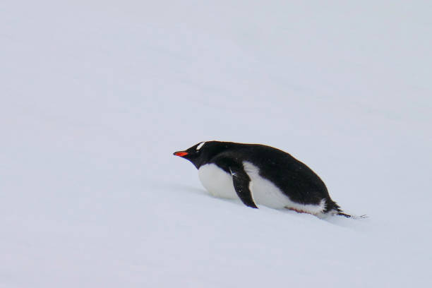 istock Penguin with snow, ice, ocean or land in the background 1439579994