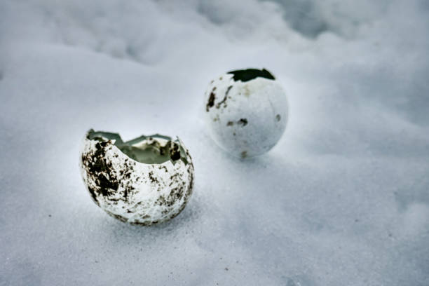 istock Hatched penguin eggs in the snow of Antarctica 1439579999