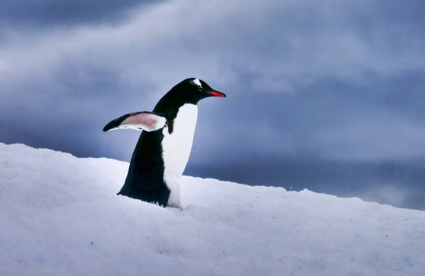 istock Penguin with snow, ice, ocean or land in the background 1439580000