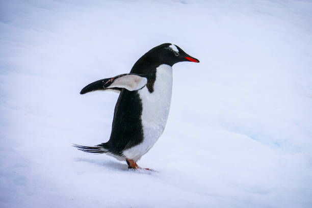 istock Penguin with snow, ice, ocean or land in the background 1439580029