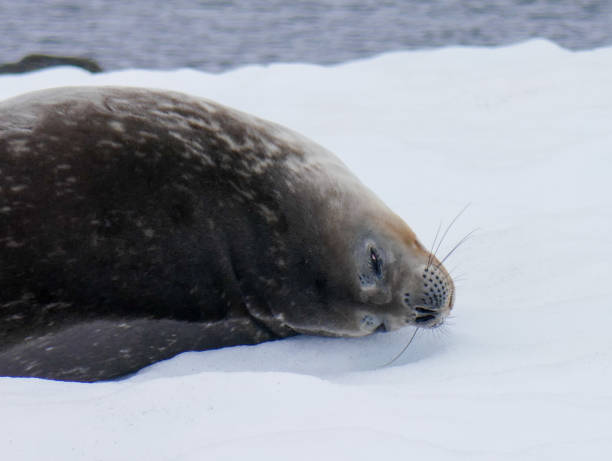 istock A seal on the ice in Antarctica 1439580034