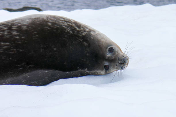 istock A seal on the ice in Antarctica 1439580040