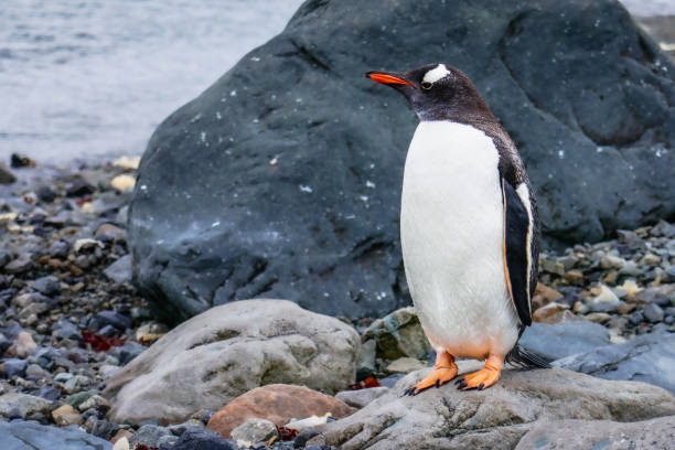 istock Penguin with snow, ice, ocean or land in the background 1439580161