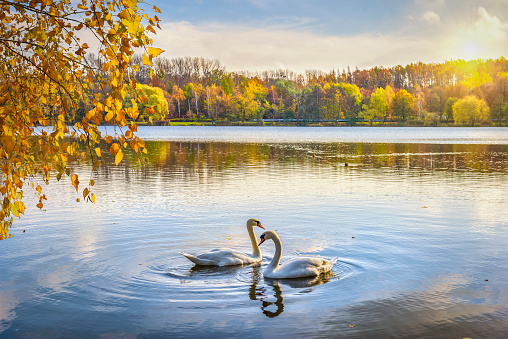 Two swans on pond in autumn park, Poland