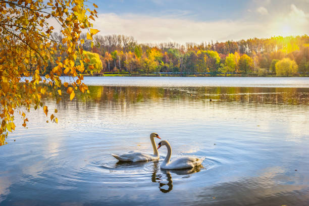 dwa łabędzie na stawie - swan white grass park zdjęcia i obrazy z banku zdjęć