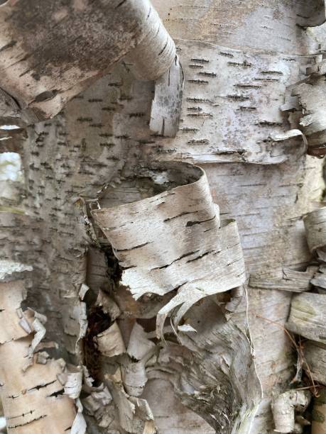 corteccia di betulla - betula papyrifera foto e immagini stock