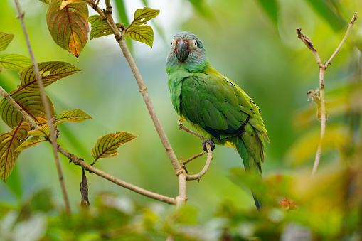 Dusky-headed Parakeet - Aratinga weddellii \nalso Weddell's conure, small green Neotropical parrot, in wooded habitats in Amazon basin of South America from Colombia, Ecuador, Peru, Brazil to Bolivia.