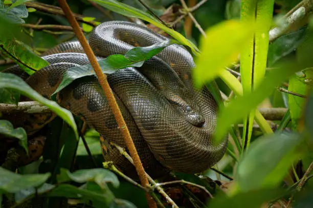 Photo of Green Anaconda - Eunectes murinus also giant, common anaconda, common water boa or sucuri, the heaviest known snake, found in South America, non-venomous constrictor. Snake resting in the bush in amazonian river