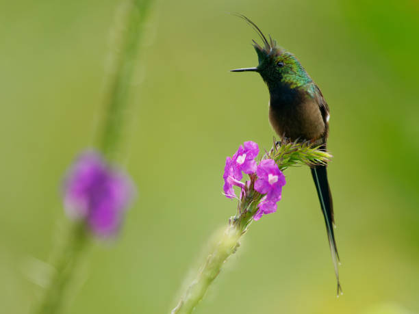 istock Wire-crested Thorntail - Discosura popelairii green hummingbird with long crest and long sharp tail, bird on the violet flower and green background, from Colombia, Peru, Ecuador and Bolivia 1439582571